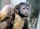 動物図鑑・フサオマキザルの写真 19